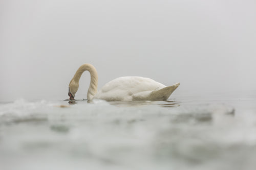 files/swimming-swan-eats.jpg